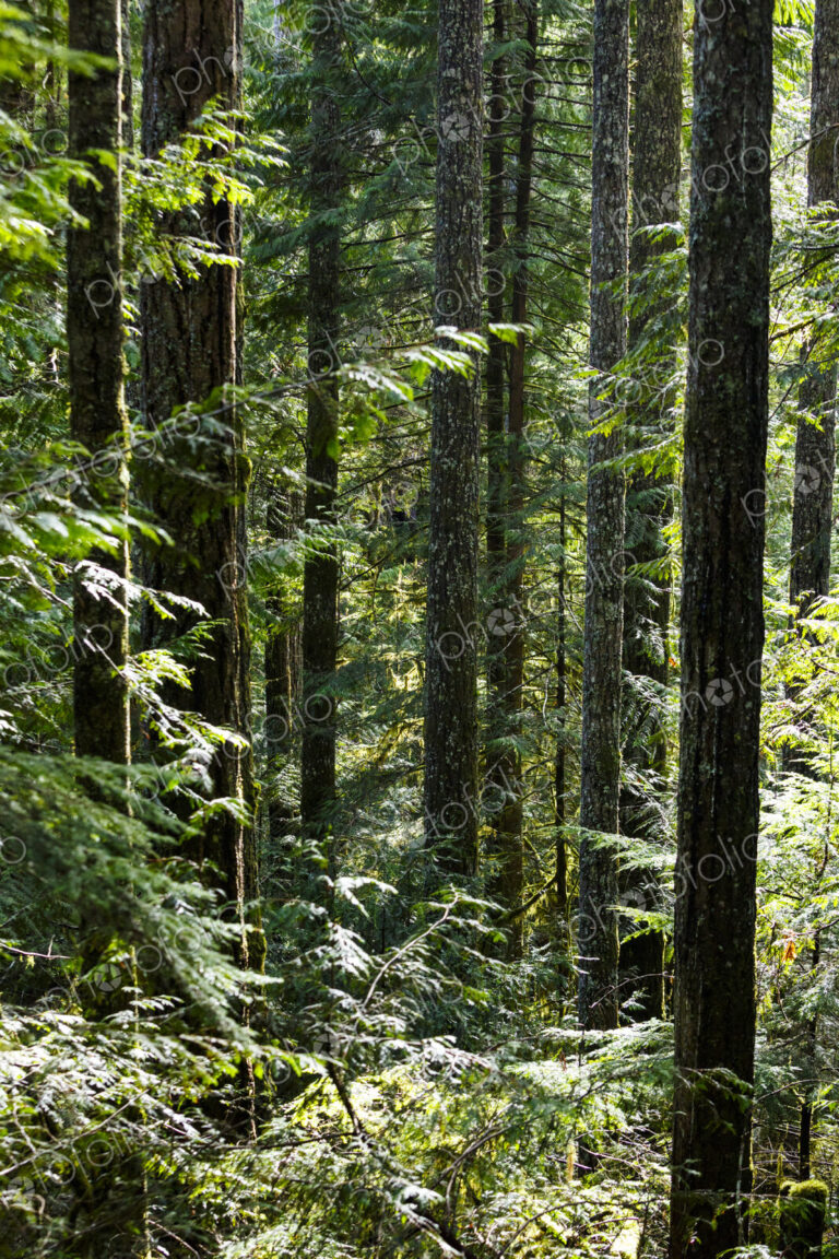North America, Olympic Peninsula, Pacific Northwest