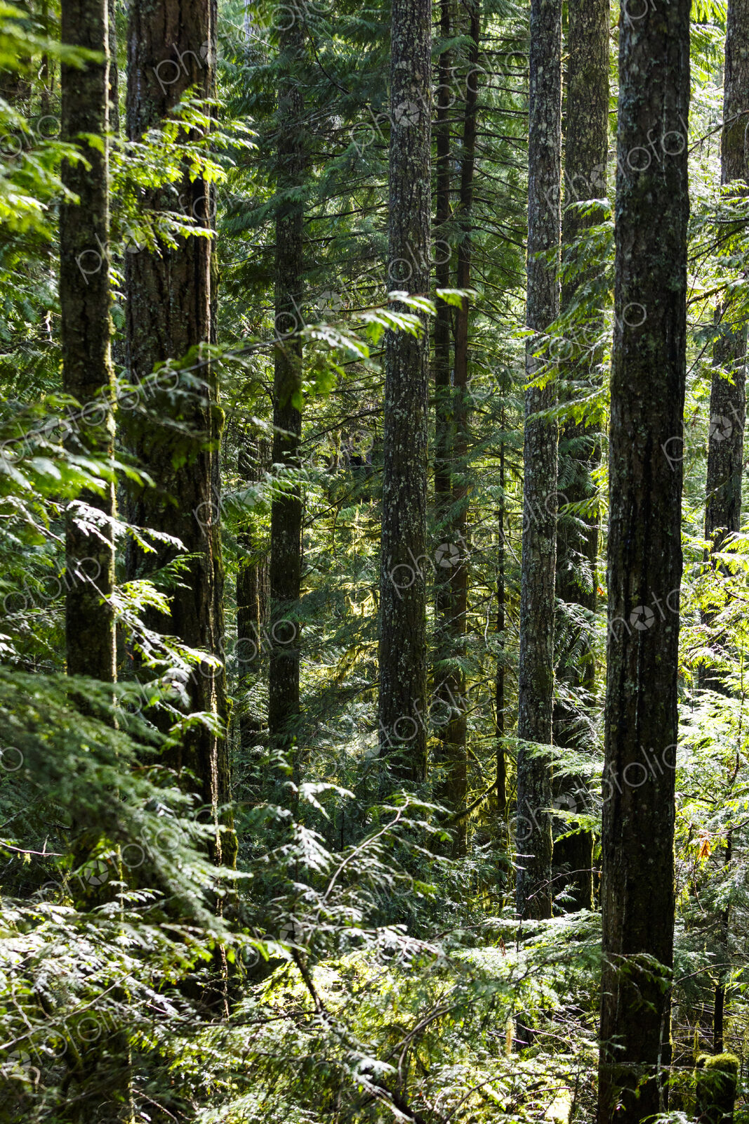 North America, Olympic Peninsula, Pacific Northwest