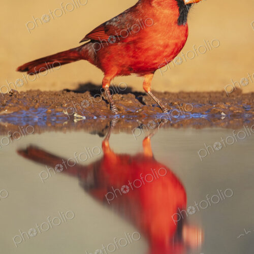 Northern Cardinal bird with vivid red plumage at a waterhole