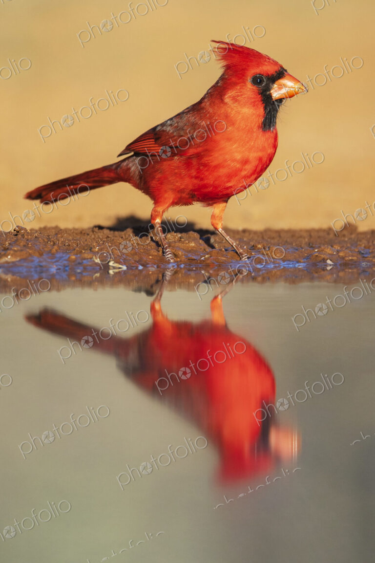 Northern Cardinal bird with vivid red plumage at a waterhole