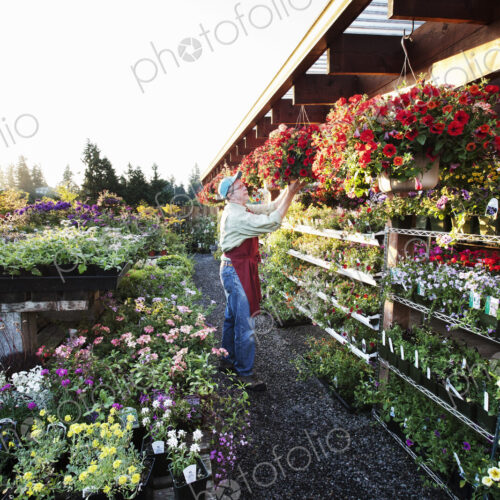 Nursery employee watering plants in the early monring.