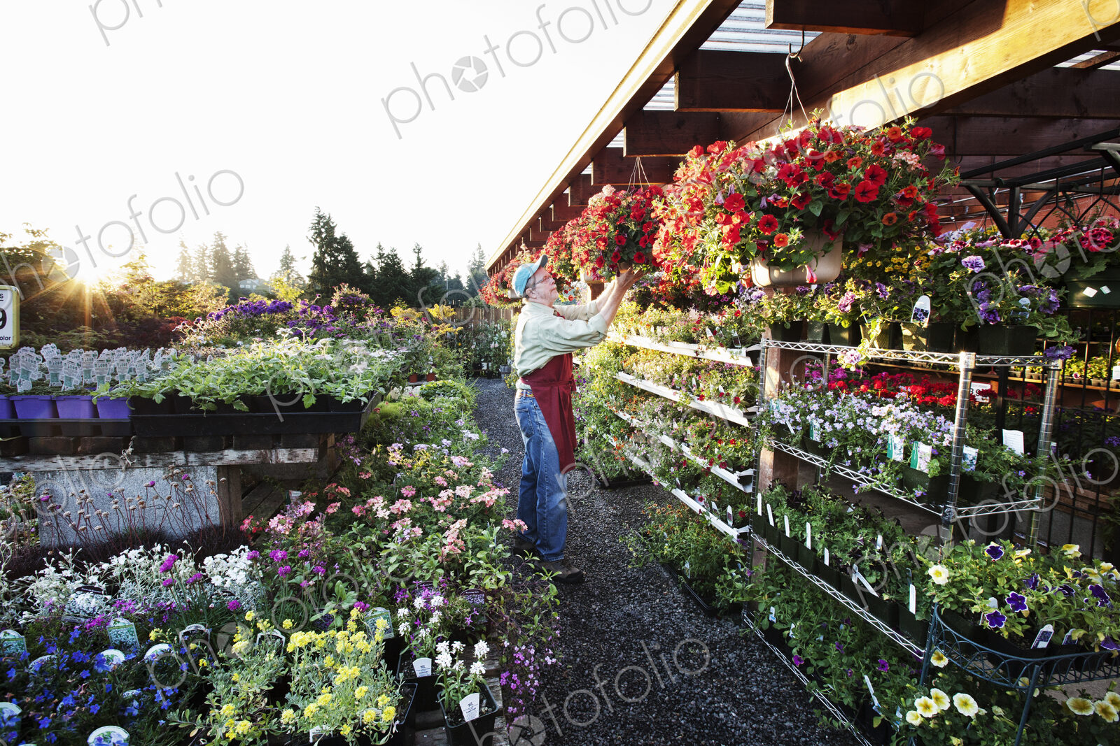 Nursery employee watering plants in the early monring.