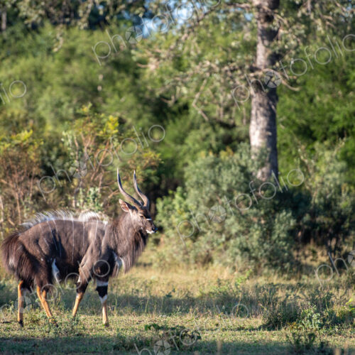 Nyala, Tragelaphus angasii, male in a natural setting. Nyala, Tragelaphus angasii, male in a natural setting.