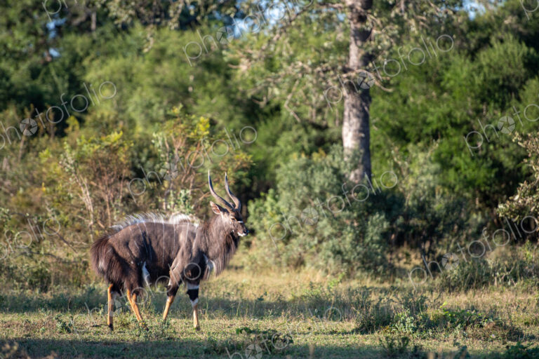 Nyala, Tragelaphus angasii, male in a natural setting.
