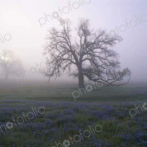 Oak trees in the mist of the early morning, in California. Oak trees in the mist of the early morning, in California.