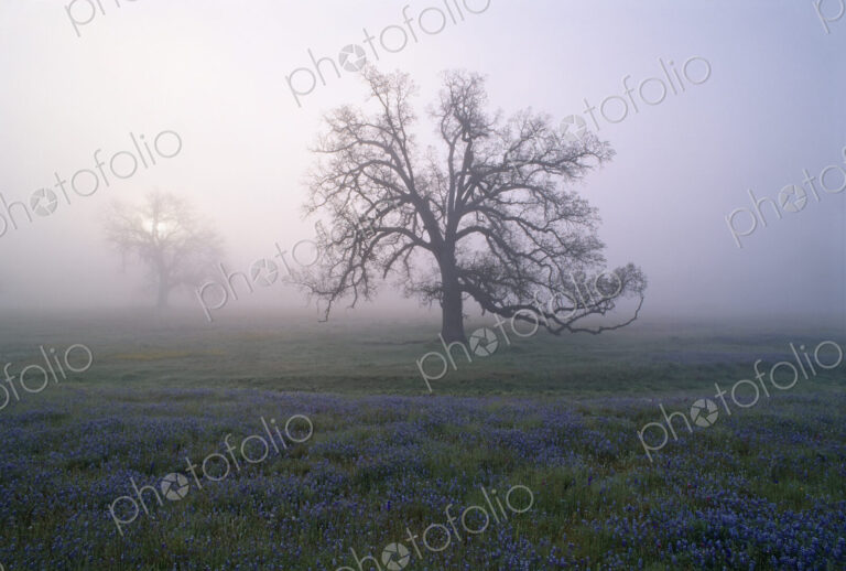 Oak trees in the mist of the early morning, in California.