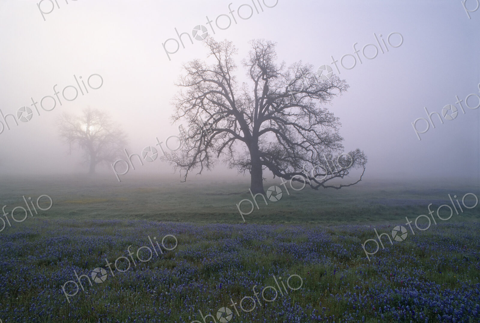 Oak trees in the mist of the early morning, in California.