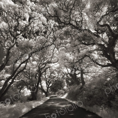 Oak trees lining the road in the Point Reyes Peninsula. Oak trees lining the road in the Point Reyes Peninsula.