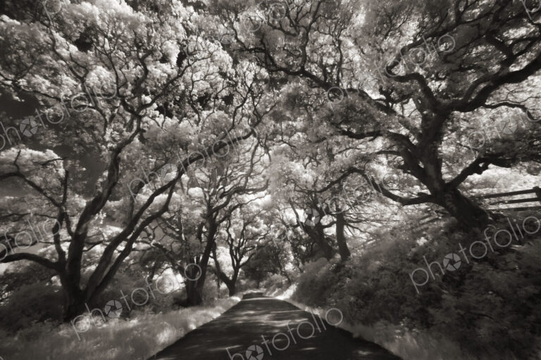 Oak trees lining the road in the Point Reyes Peninsula.
