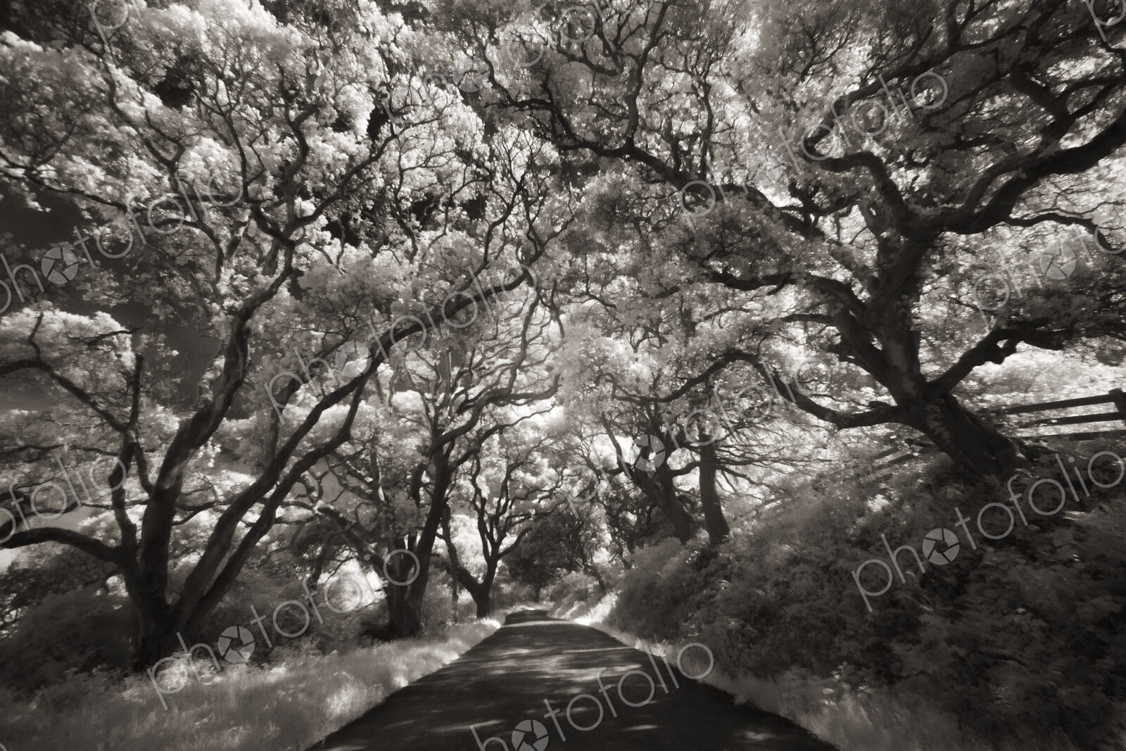 Oak trees lining the road in the Point Reyes Peninsula.