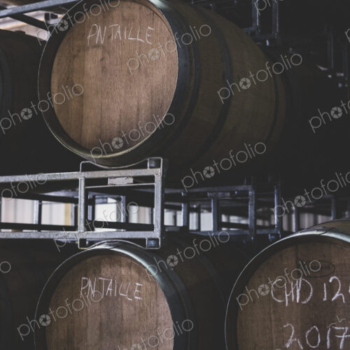 Oak wine barrels in a winery.