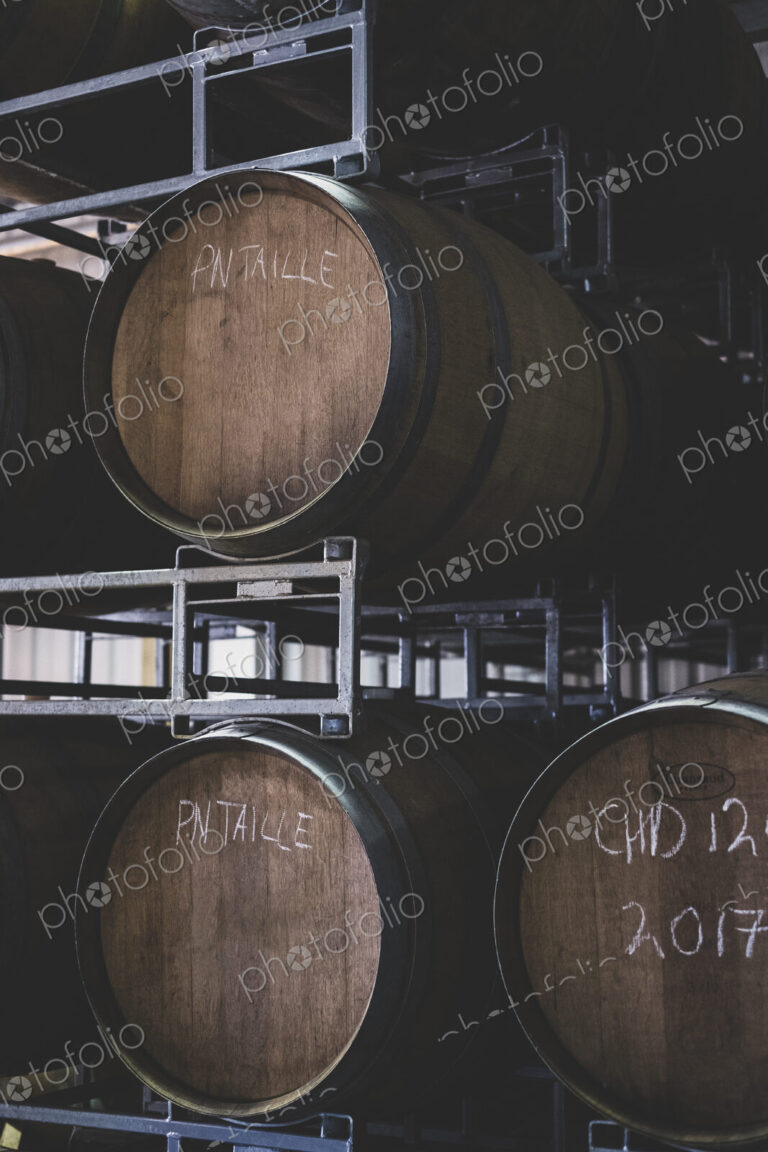 Oak wine barrels in a winery.