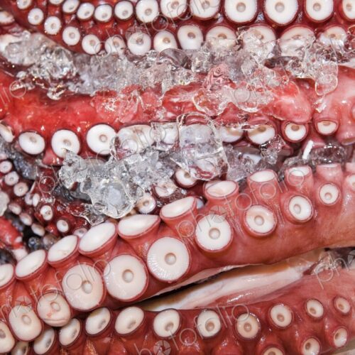 Octopus on ice for sale at Tsukiji Fish Market, Tokyo, Japan. Detail of tentacles and… Octopus on ice for sale at Tsukiji Fish Market, Tokyo, Japan. Detail of tentacles and…