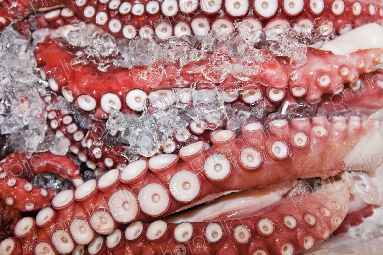 Octopus on ice for sale at Tsukiji Fish Market, Tokyo, Japan. Detail of tentacles and…