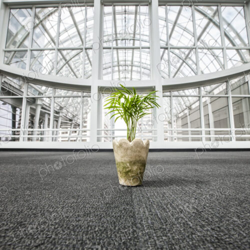 Office palm plant sitting on the carpet in a glass covered walkway. Office palm plant sitting on the carpet in a glass covered walkway.
