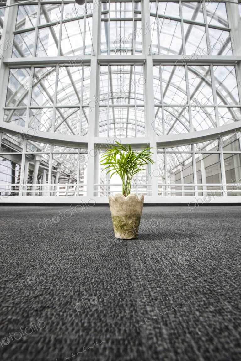 Office palm plant sitting on the carpet in a glass covered walkway.