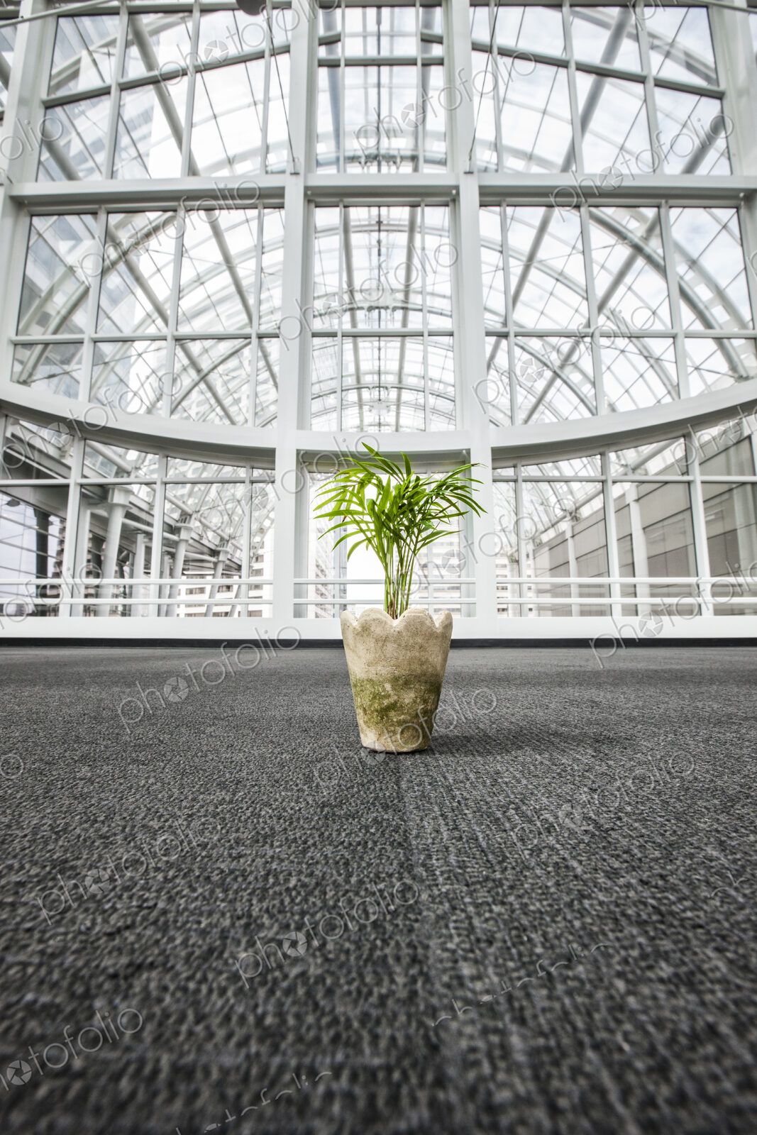 Office palm plant sitting on the carpet in a glass covered walkway.