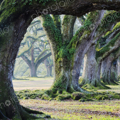 Old Growth Trees Old Growth Trees