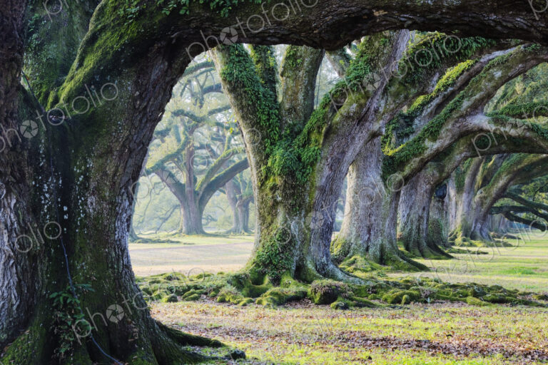 Old Growth Trees