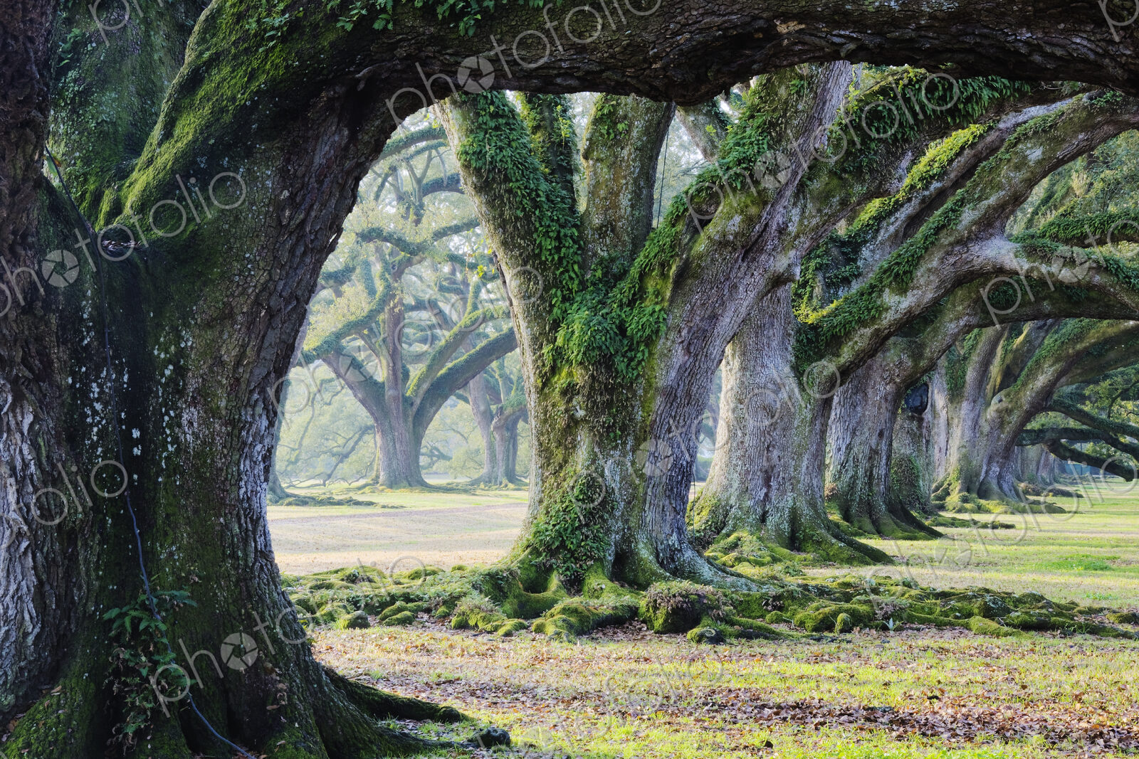 Old Growth Trees