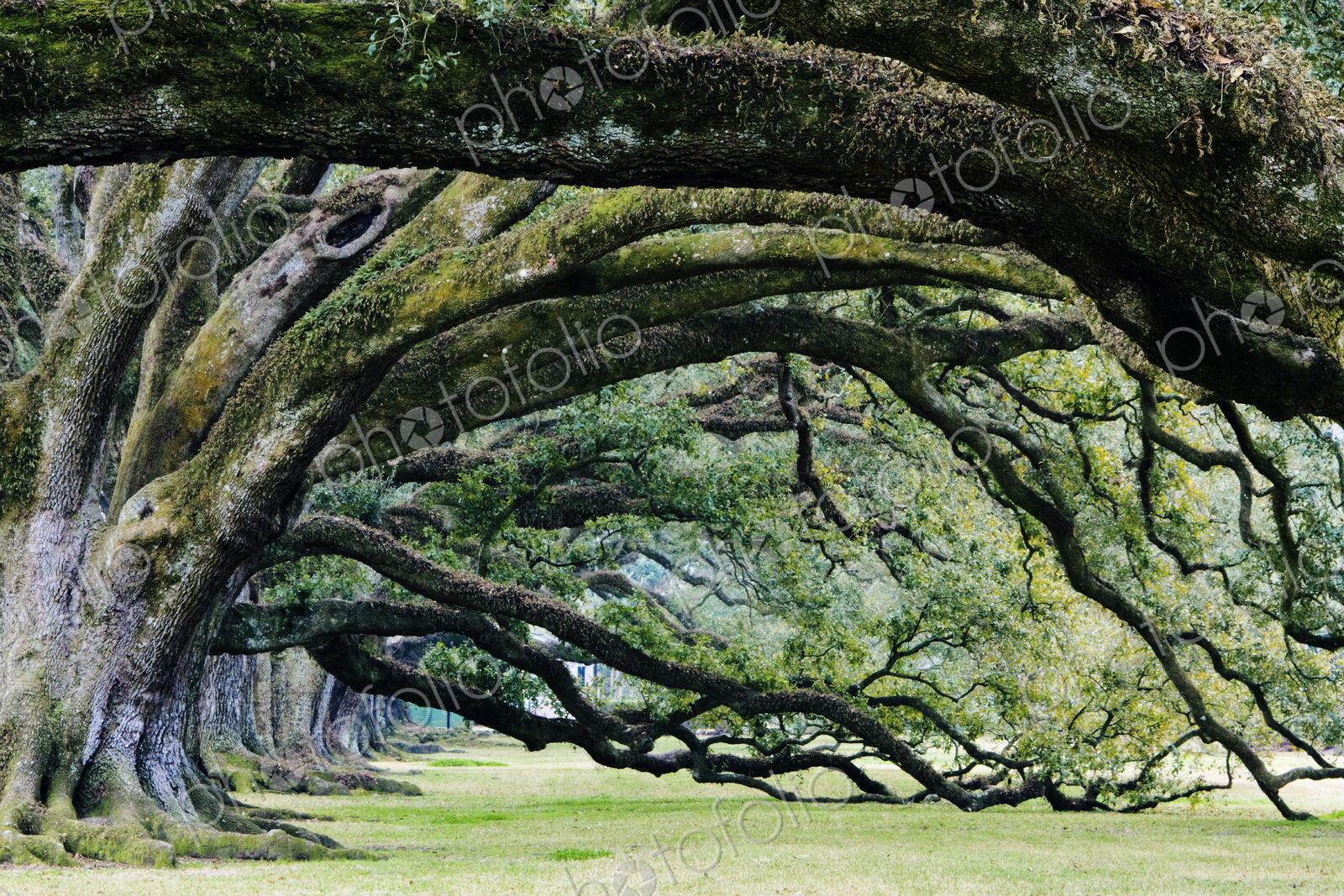 Old Growth Trees
