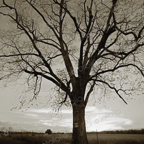 Old Tree by Field Old Tree by Field