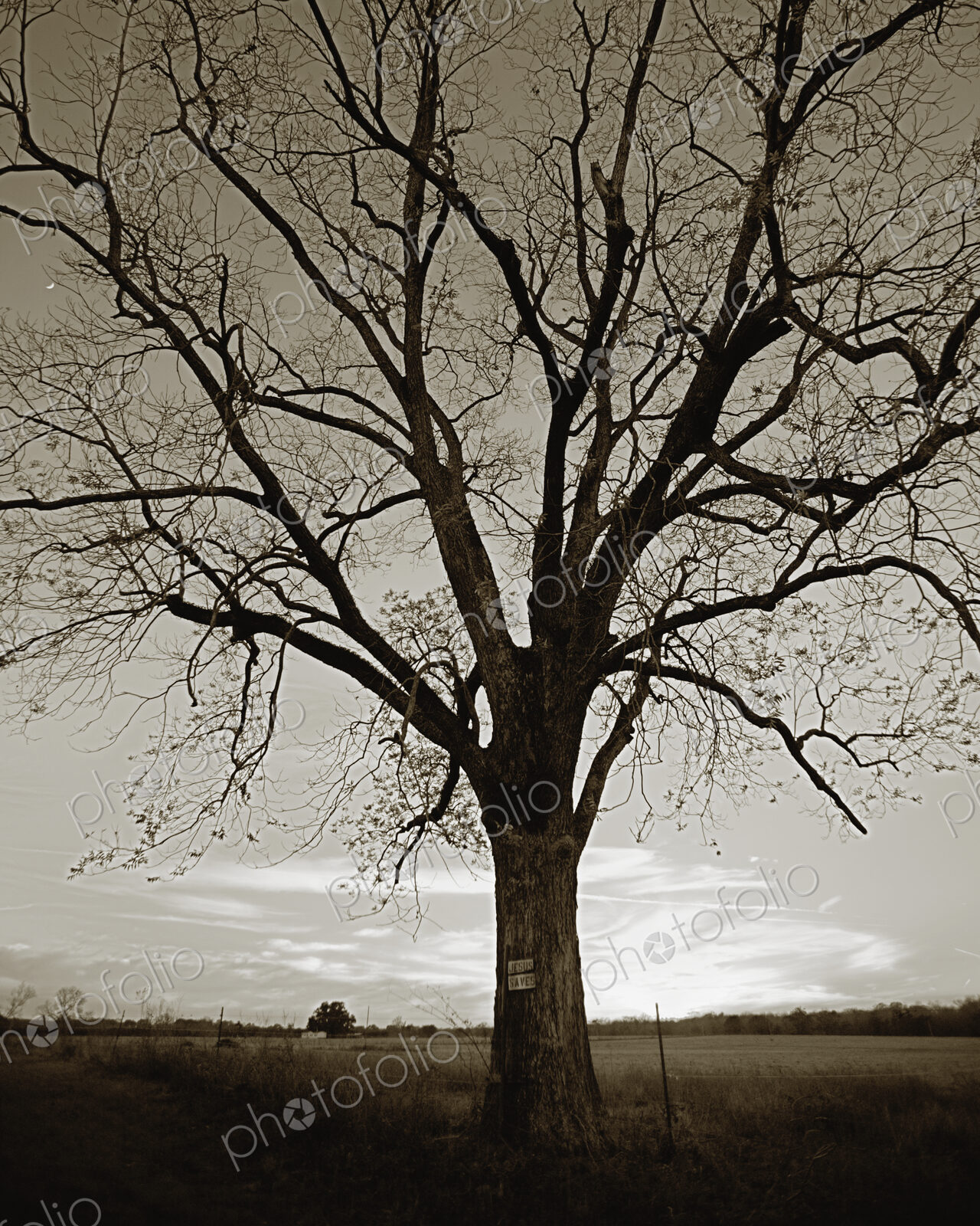Old Tree by Field
