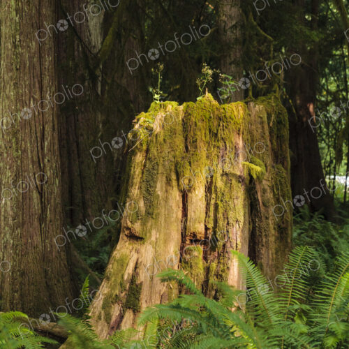 Old growth cedar tree stump with logger's wedge cuts, Port Angeles Old growth cedar tree stump with logger's wedge cuts, Port Angeles
