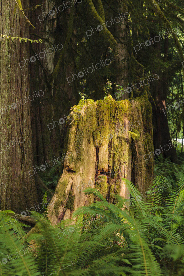 Old growth cedar tree stump with logger's wedge cuts, Port Angeles