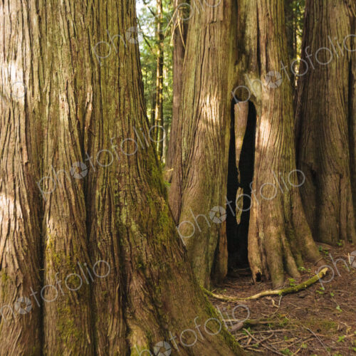 Old growth red cedar trees, Lake Crescent, Olympic National Park, Port Angeles