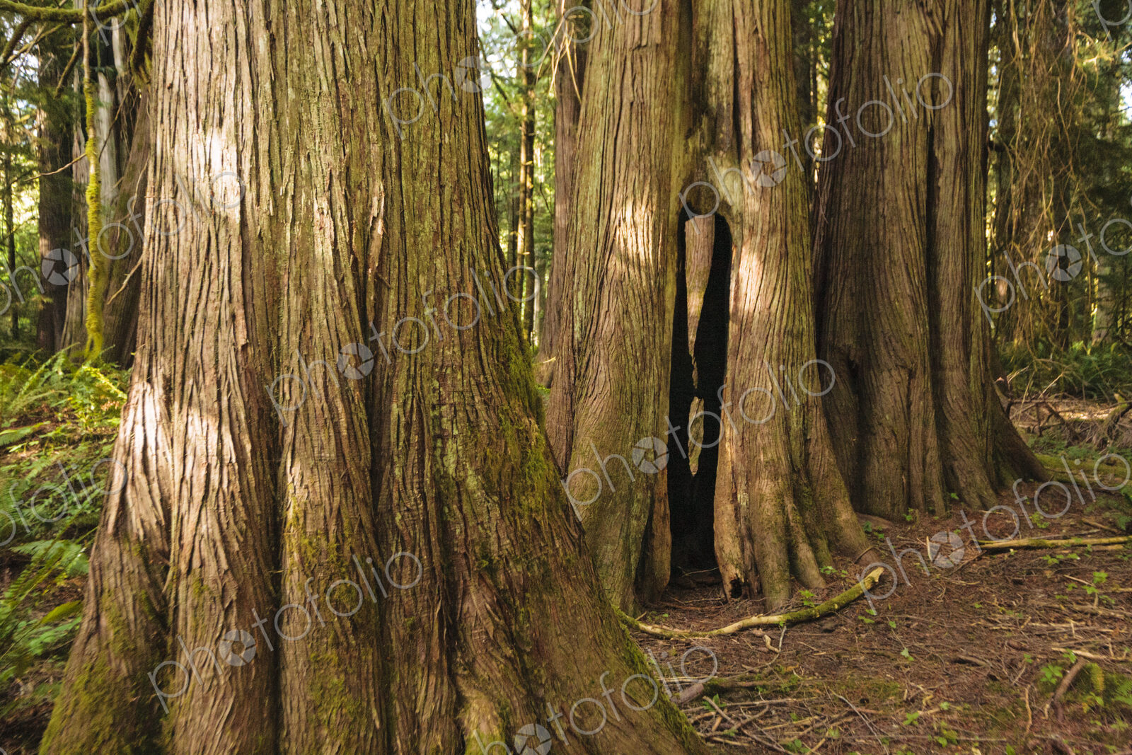 Old growth red cedar trees, Lake Crescent, Olympic National Park, Port Angeles