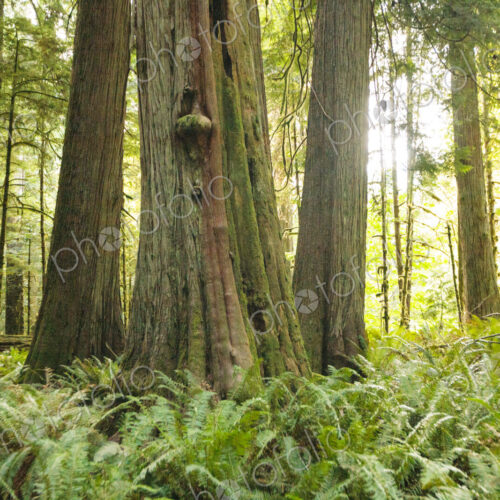 Old growth red cedar trees in woodland, Lake Crescent, Olympic National Park.
