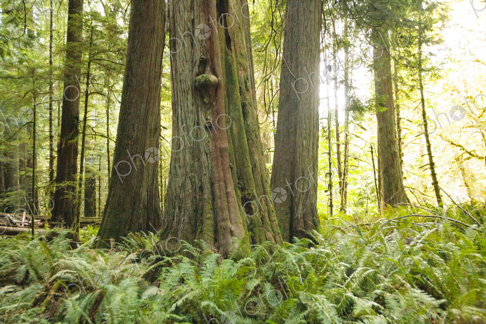 Old growth red cedar trees in woodland, Lake Crescent, Olympic National Park.