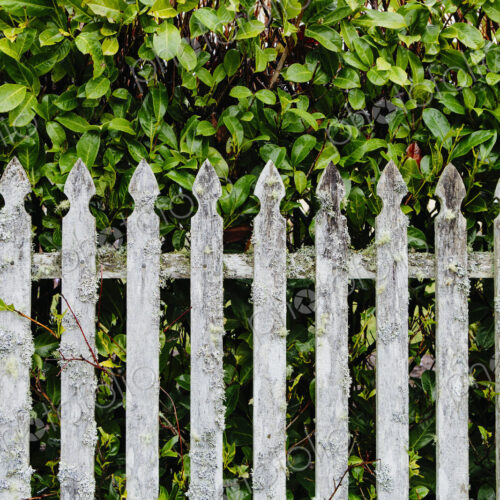 Old moss covered wood picket fence and laurel hedge Old moss covered wood picket fence and laurel hedge