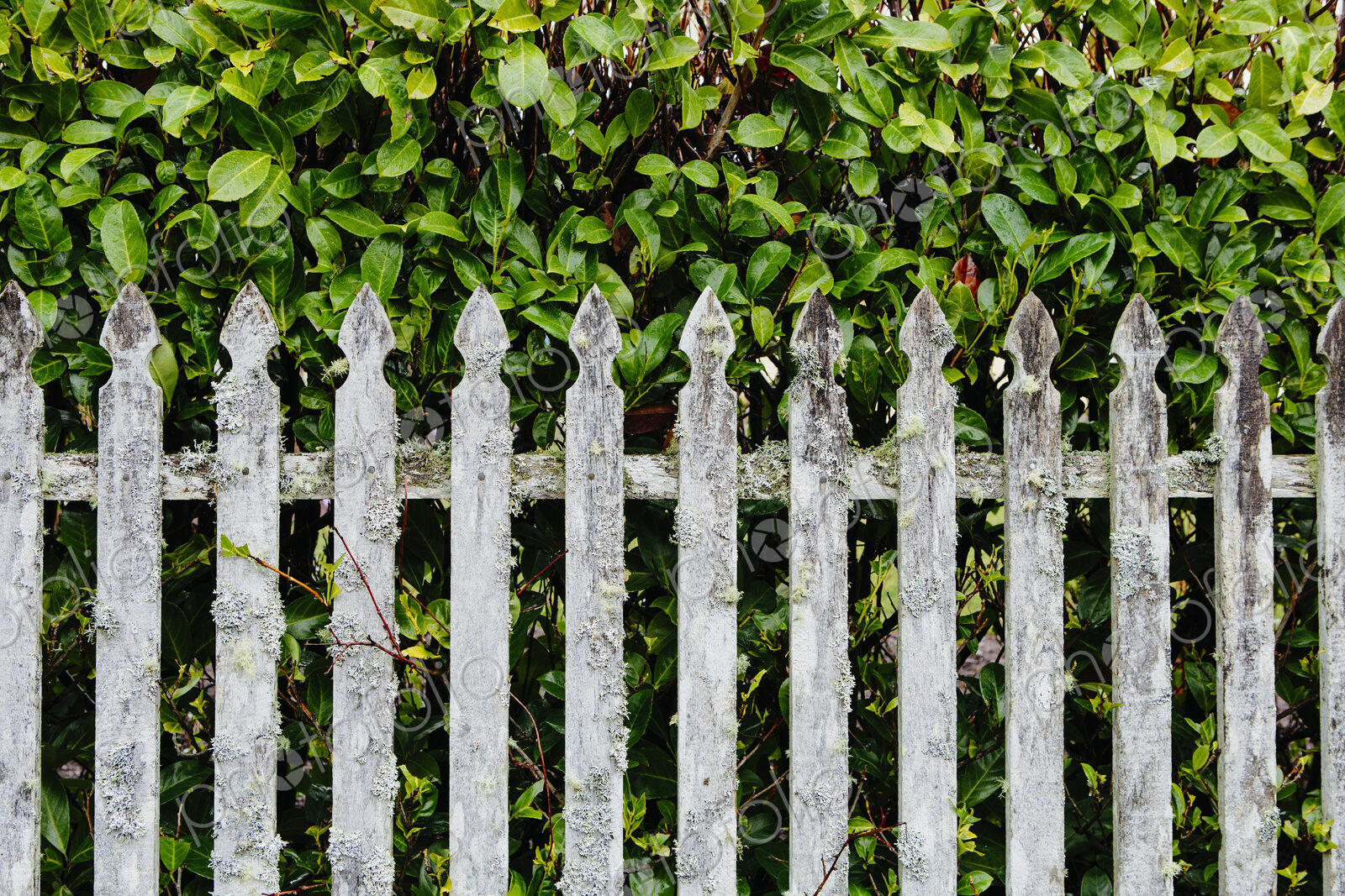 Old moss covered wood picket fence and laurel hedge