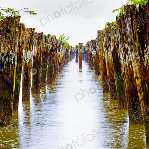 Old pilings in shallow water on the shore at Astoria, Oregon, USA Old pilings in shallow water on the shore at Astoria, Oregon, USA