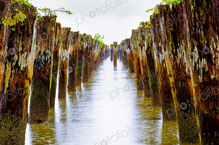 Old pilings in shallow water on the shore at Astoria, Oregon, USA