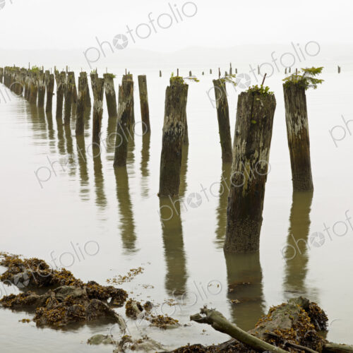 Old pilings standing upright in the shallow water on the beach in Astoria, Oregon, USA