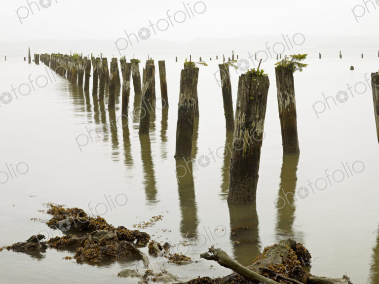 Old pilings standing upright in the shallow water on the beach in Astoria, Oregon, USA