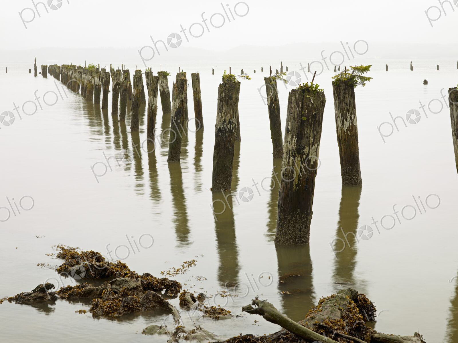 Old pilings standing upright in the shallow water on the beach in Astoria, Oregon, USA