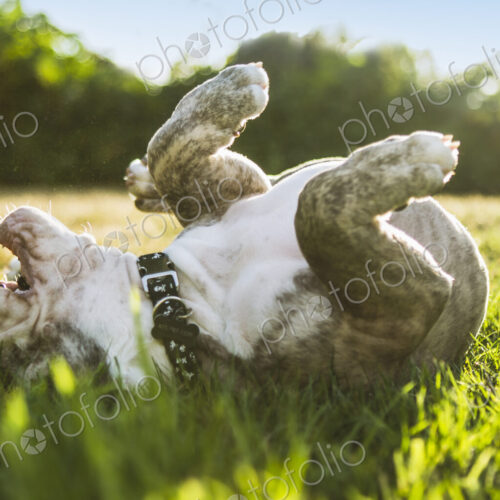 Olde English Bulldog puppy rolling in field