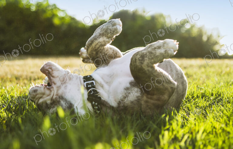 Olde English Bulldog puppy rolling in field