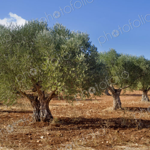Olive Grove in Galille