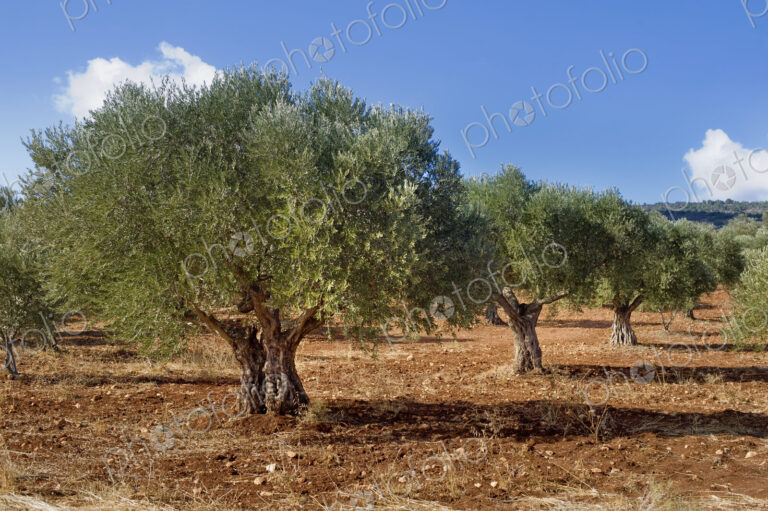 Olive Grove in Galille