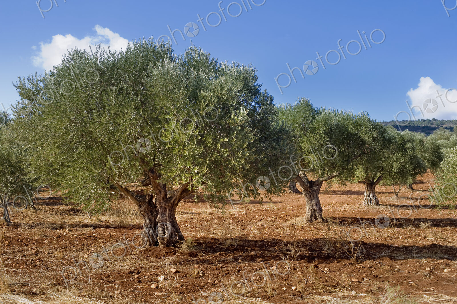 Olive Grove in Galille