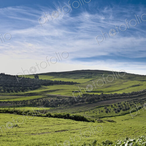 Olive Groves and Wheat Fields Olive Groves and Wheat Fields