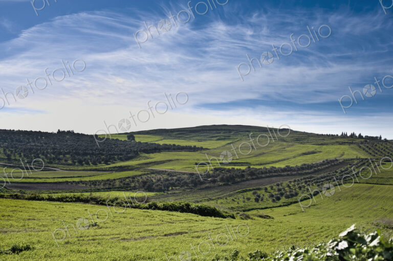 Olive Groves and Wheat Fields