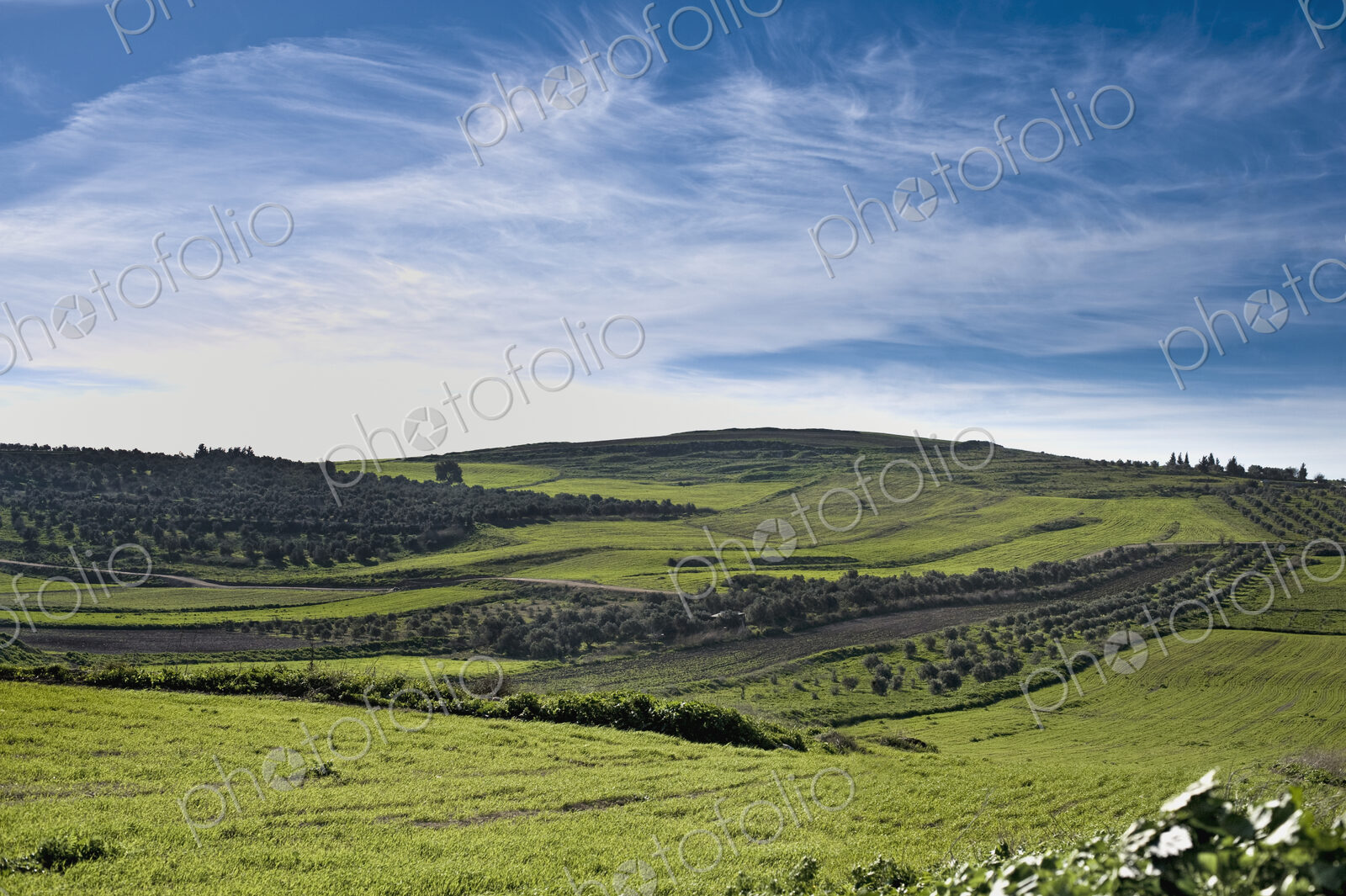 Olive Groves and Wheat Fields