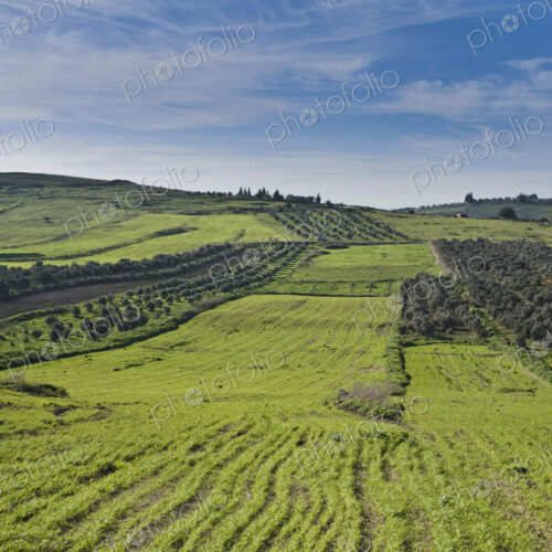 Olive Groves and Wheat Fields Olive Groves and Wheat Fields