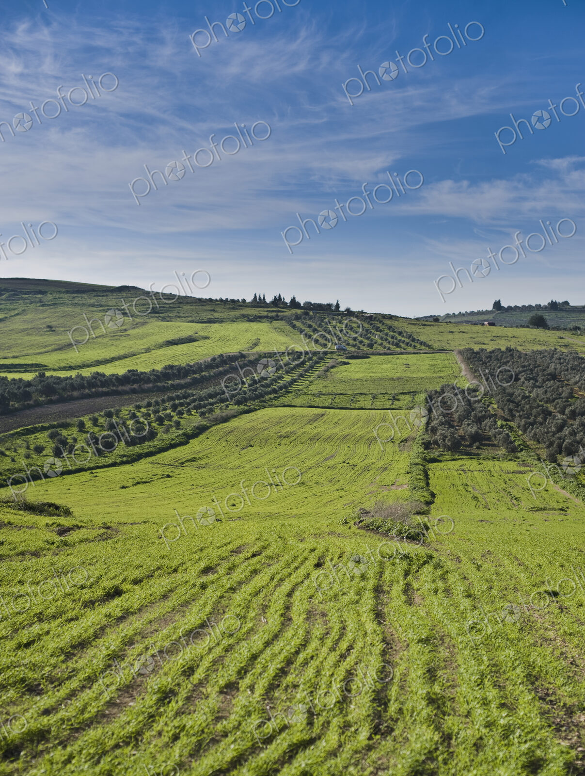 Olive Groves and Wheat Fields